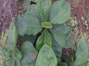 Poaia - Psychotria Ipecacuanha