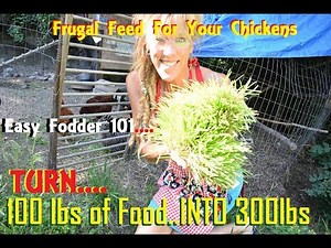 How To Feed Chickens For A Dollar A Day! Karl Hammer?