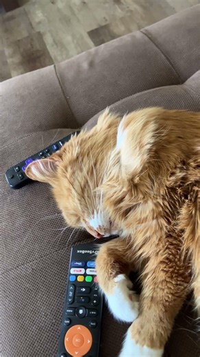 Boomhauer From King Of The Hill - Johnny Cat Is making It Difficult To Watch Dang Ole TV.
