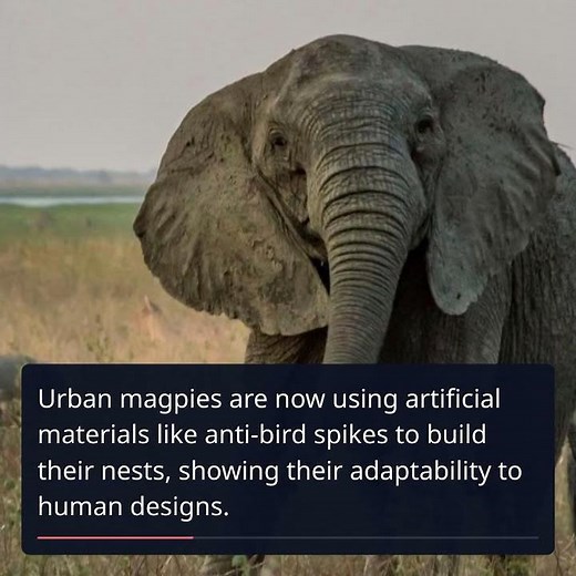 Human Impact: How Species Adapt to Our Changing World