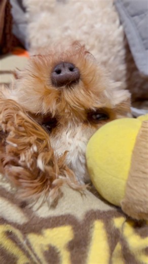 Luna the Cavoodle Sleeps Like THIS?! 😂🐾 #shorts