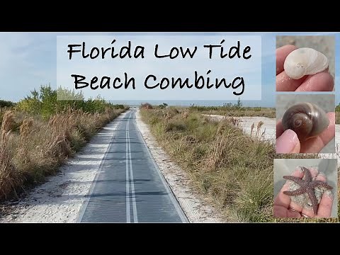 Florida Beach Combing at Low Tide. A virtual beach walk to find shells, crabs, creatures and more!