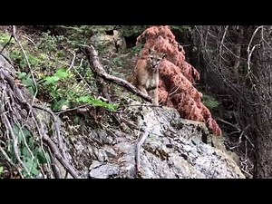 Mountain Lion (cougar, puma) - High Sierra Trail, CA