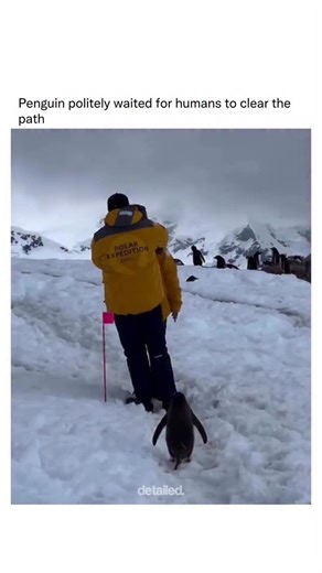Detailed Explanation on Instagram: "A penguin calmly waits as humans block its path, showing a behavior that feels polite but is actually rooted in survival instincts and social awareness. Penguins are not aggressive by nature; they rely on group movement, routine paths, and energy conservation to survive in harsh environments. When faced with an unfamiliar obstacle—like people standing in the way—a penguin will often stop and observe instead of panicking or forcing its way through. This waiting