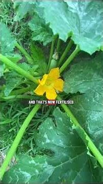 Hand pollinating zucchini