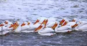 Pelicans demonstrate synchronized diving for fish. They are community oriented fishers until somebody catches a fish. When there is a fish in someone's beak, they try to take it for themselves.