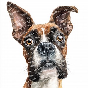 Boxer Dog Clip Art: Watercolour Dog Images (PNG Downloadable Files) - Etsy