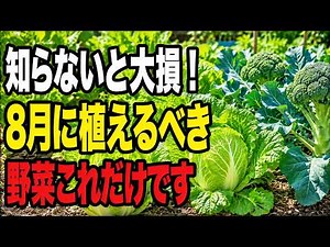 【知らないと損！】8月に絶対まくべきおすすめ野菜5選と失敗しない育て方【家庭菜園】 #8月の種まき #秋野菜 #ミニ白菜 #早生ブロッコリー