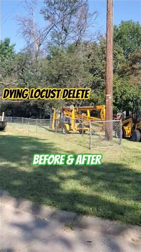 The category is before and after. Dying Locust tree removal #delete #bye #arborist