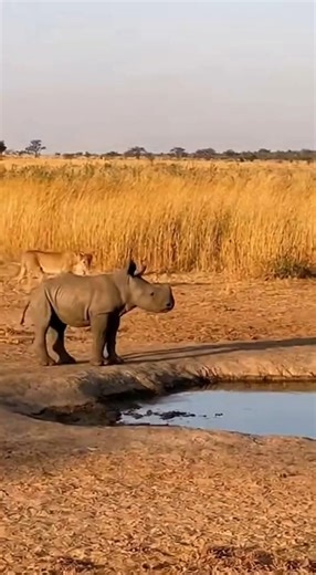 Embark on a journey into the heart of the African **savana** with this breathtaking **wildlife** documentary. Witness the majestic **elephants** roam freely in their natural **nature** habitat, filmed during a captivating **safari**. This **animals** clip offers a rare glimpse into the untouched **african wildlife**. | Rescue Stories