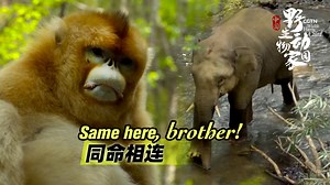 911K views · 5.7K reactions | A young male Asian elephant was forced out of the herd to find a way of life for himself. Thousands of miles away, a golden snub-nosed monkey had to go through the same thing. For both, independence comes with a price. Watch this episode to find out more. ##ForNature #COP15 #Biodiversity2022 | CGTN | Facebook