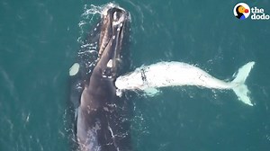 This whale mom's baby is super rare — but she's just proud he's her son | The Dodo