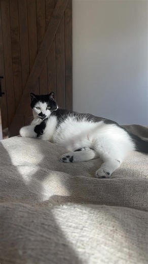 Testing 1 2 3 #fyp #trending #trendingvideo #catsoftiktok #cat