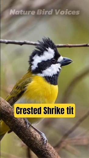 Crested Shrike tit | Falcunculus frontatus