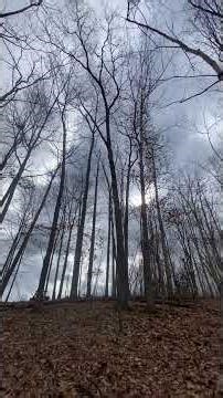 How I use trees to safely knock down dangerous hung trees while cutting for better #deerhabitat