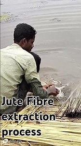 #Jute fibre extraction process https://www.youtube.com/channel/UCdUZ9zKeBkP8oH7ioqpKCeg
