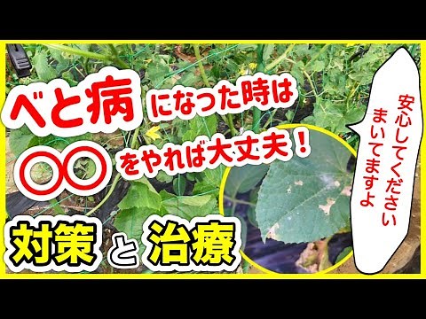 If your cucumbers get downy mildew, just do this! [Countermeasures against downy mildew] ~Home ga...