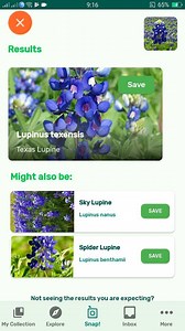 PlantSnap.com identifies Texas Lupine (Lupinus texensis), a species of lupine endemic to Texas, plus the Mexican states of Coahuila, Nuevo León, and Tamaulipas. | PlantSnap | Facebook
