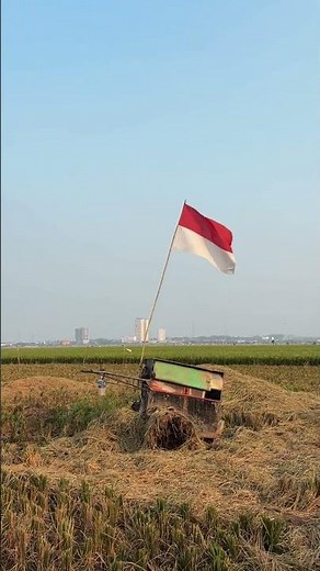 RICE FIELDS WITH BEAUTIFUL VIEWS ‼️ RURAL ATMOSPHERE ON THE OUTSIDE OF WEST JAVA. #ruralatmosphere
