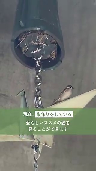 広島市中区の平和記念公園にある「原爆の子の像」の鐘の中でなんとスズメが巣作りをしています🌿https://t.co/p7El0SsAdg親鳥が安心して子育てできるよう、広島市は鐘を鳴らす鎖を一時的に外して「見守りモード」に☺️実は2021年にもスズメが同じ場所で営巣したことがあるそうです✨
