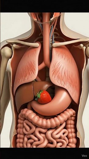 “3D Anatomy Cutaway – Strawberry Eating Process Explained”#3DAnimation #MedicalAnimation