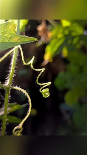 How to click Macro Photography | Tips & Tricks Using Pro Mode 😱 #shorts