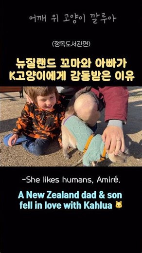 Amazing memories a Korean cat gave to a New Zealand kid lol | Seoul cat 🐱 #CatOnMyShoulderKahlua