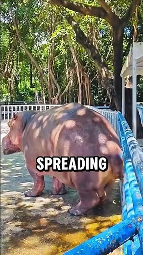 If You See a Hippo Pooping… RUN 😳💩