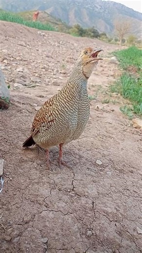 Desi Teetar Morning Field Audio | Partridge Bird Calls#desiteetar #birdcalls #natureaudio #wildlife