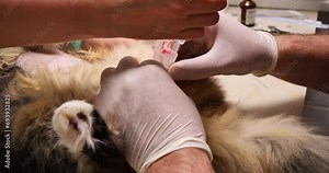 The veterinarian inserts a urinary catheter into the cat's urethra and flushes it. The veterinarian flushes the cat's urethra to remove stones blocking it. The cat has a urethral blockage.