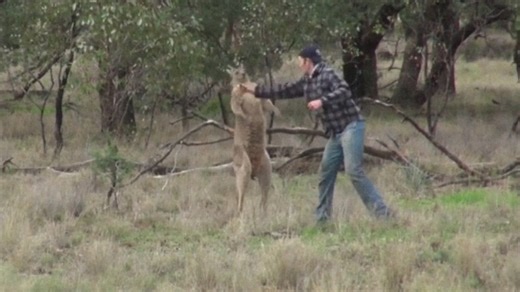 “袋鼠拳击赛”