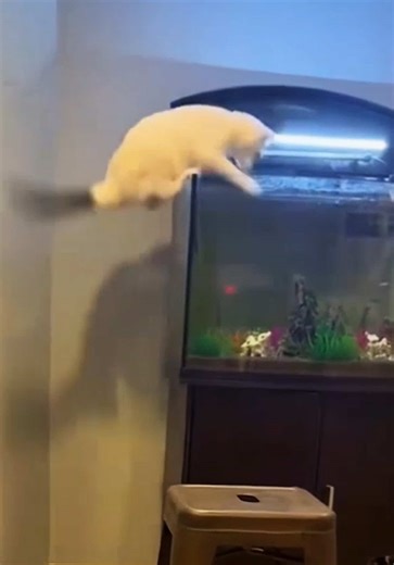 Hilarious Cat Jump Fails Compilation