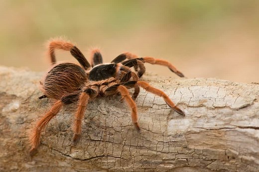 What Do Tarantulas Eat? (Diet, Care & Feeding Tips)