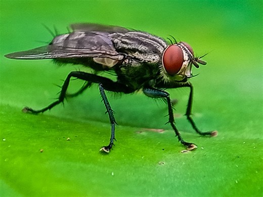 Scientists complete the first full wiring diagram of a fruit fly brain