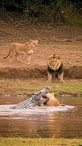 Crocodile break a neck of lion 😱 _ _ _ _ _ _ _ _ _ #crocodile #lion #lionvscrocodile #lionhunt #wildafrica #wildanimalshorts #wildlifeprotection #nature #naturephotography #discover #discovery #discoverearth #net #netgeowildlife #maasi #wildlife_vision #wildlifeprotection #nationalgeographic | Wild King