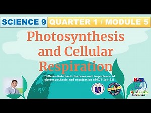 Photosynthesis and Cellular Respiration : Quarter 1 Module 5