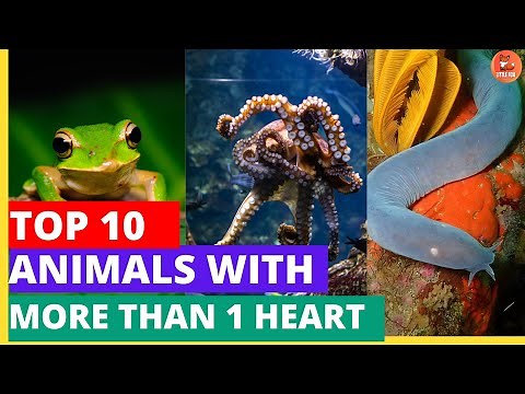Multiple Hearts?! ❤️❤️❤️ Amazing Animals with More Than One Heart! #kidslearning #animals #animal🌟
