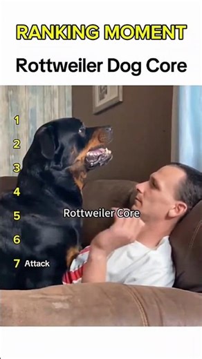Dogs being idiots part 341: Rottweiler Core 🤣🐕 #funnydog #funnypet #cutedog #dog #pets #shorts