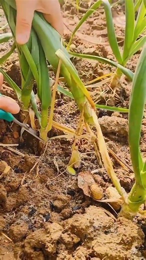 leek harvesting techniques using simple tools