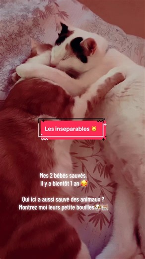 Mes bébés 🥰#adoption #animaux #sauvetageanimaux