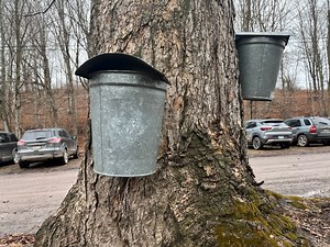 Maple farms highlight syrup making at 21st annual Maple Weekend