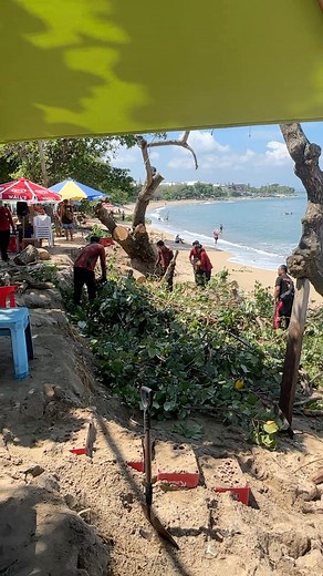 Couple tree is down at the beach. Very sad | Putu Ari Jimmy