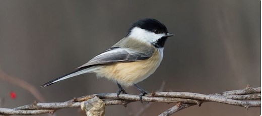 4 Types of Chickadees in Washington state! (2026)