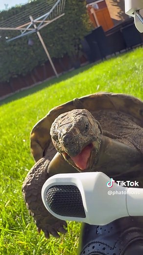 Tommy the Turtle Loves Razer BlackShark V3 Pro