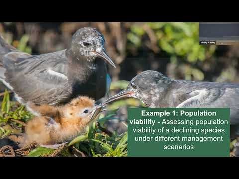 Using integrated population models to understand avian population + community dynamics - Kayla Davis
