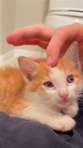 From rescue to rehabilitation to transport! Watch the magic of short-term fostering unlock the potential of these two kittens! Bumble and Bee’s secret to finding their confidence? A quiet, short-term foster home. You can see the change! In under two weeks, they went from shy and shaking to certified experts in zoomies and cuddles. Fostering is simple and incredibly rewarding. A spare bathroom is all it takes! That small, safe space is enough to give a kitten the courage to thrive. These happy, h