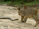 lion vs serpent