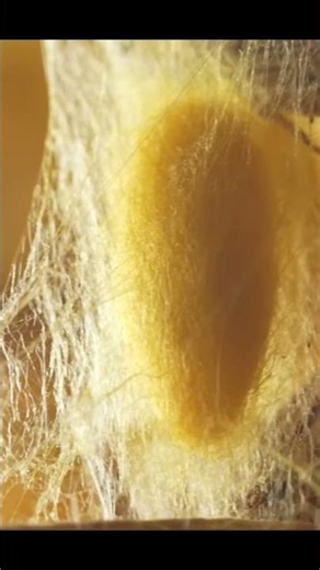 traditional silk making process #behindthescenesworld #clip