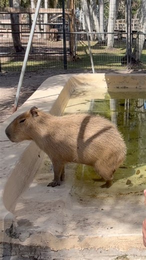 OMG! The Cappy Toilet 😂 The more you know… you can add a Capy feeding to you tour now. Book now at AnimalEDventures.com | Animal EDventure Park & Safari