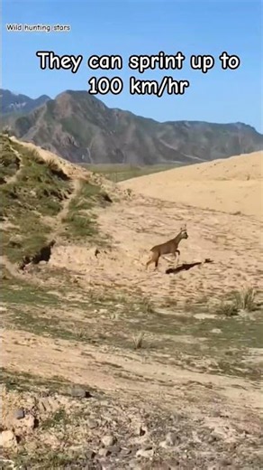 Escaping Gazelle Overcomes Obstacles Because...